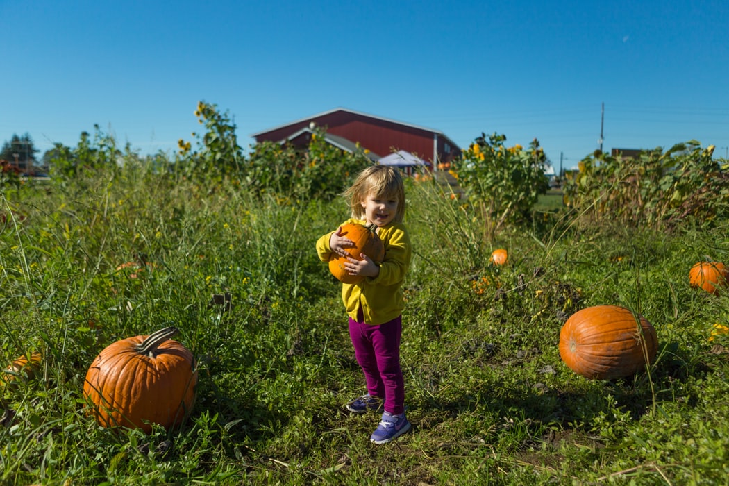 A child in a pumpkin patch.