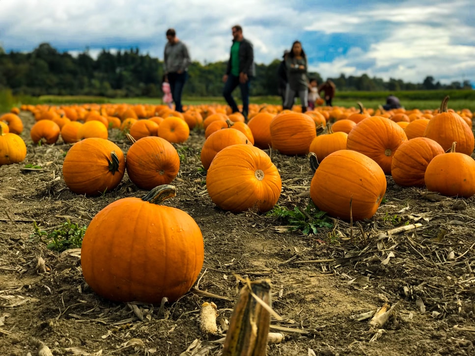 A group of people in a pumpkin patch. 